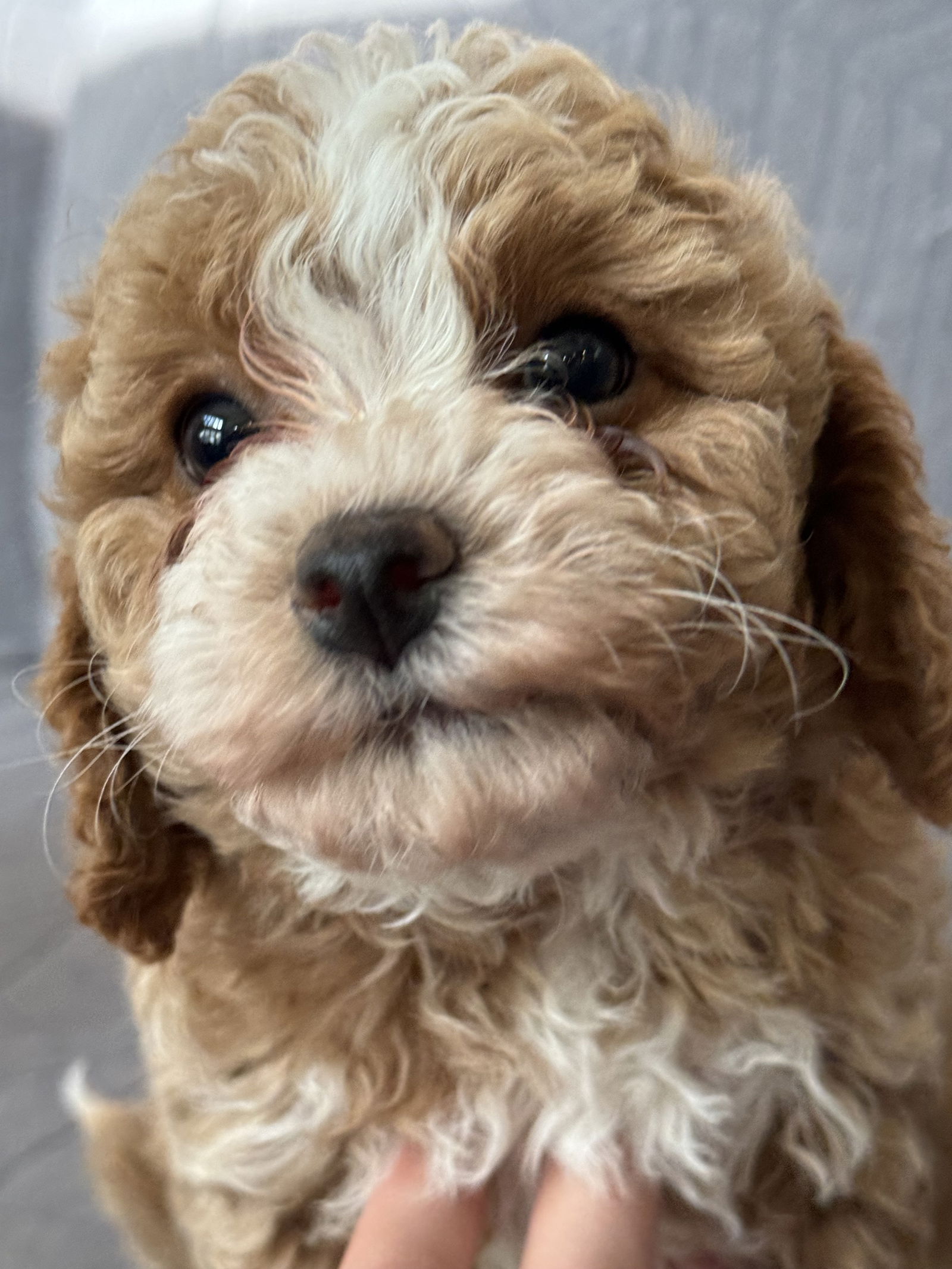 Dog for Adoption - Eleanor - In Foster in Raleigh, NC, a Poodle ...