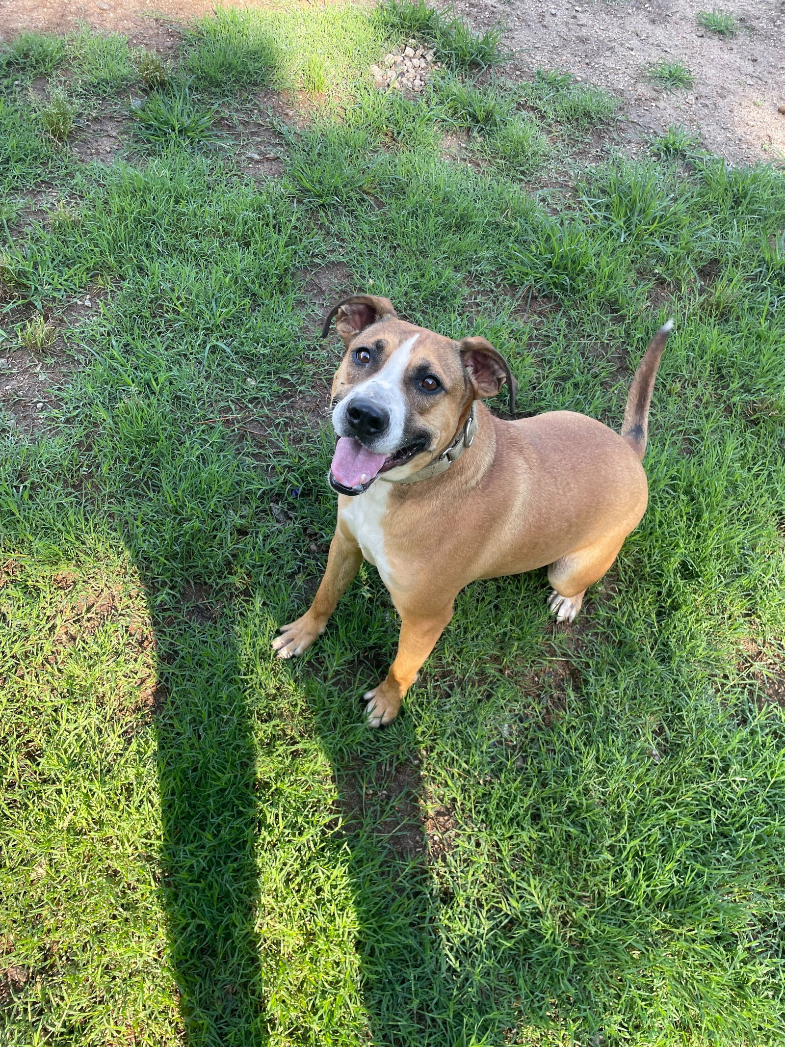 Photo 3 of 12 — Bourbon Mar 24 - An SOS Dog