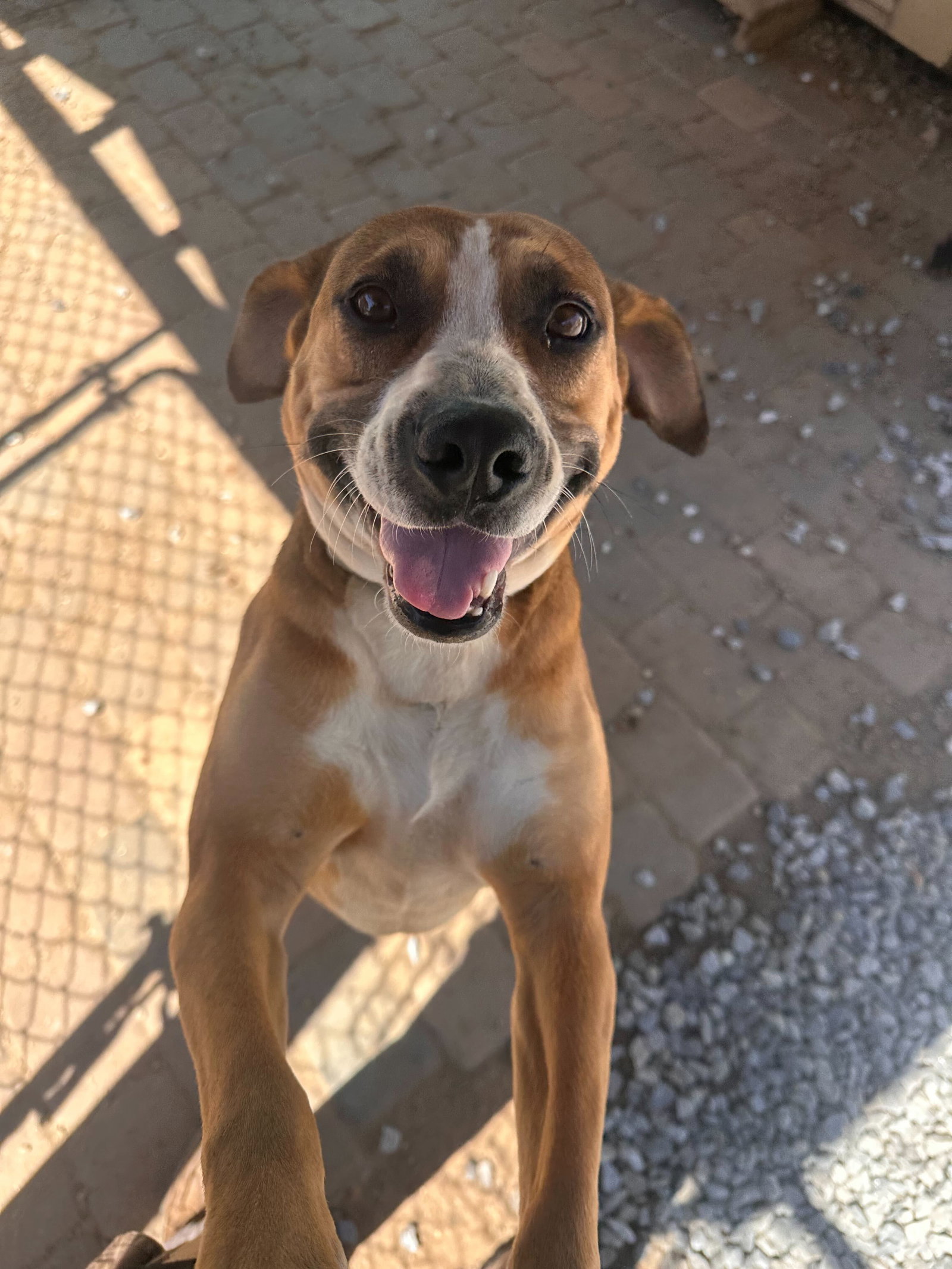 Photo 2 of 12 — Bourbon Mar 24 - An SOS Dog