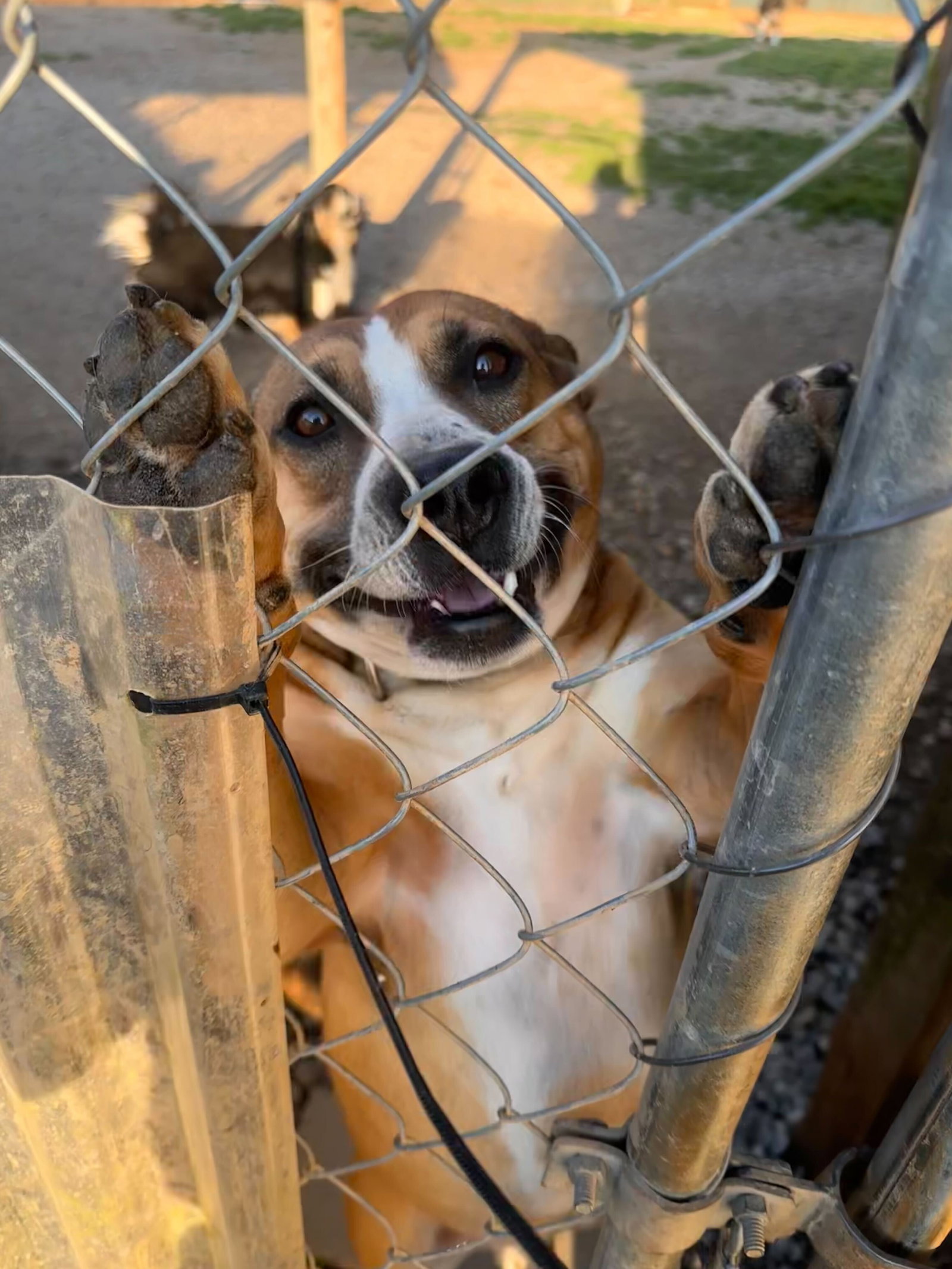 Photo 6 of 12 — Bourbon Mar 24 - An SOS Dog