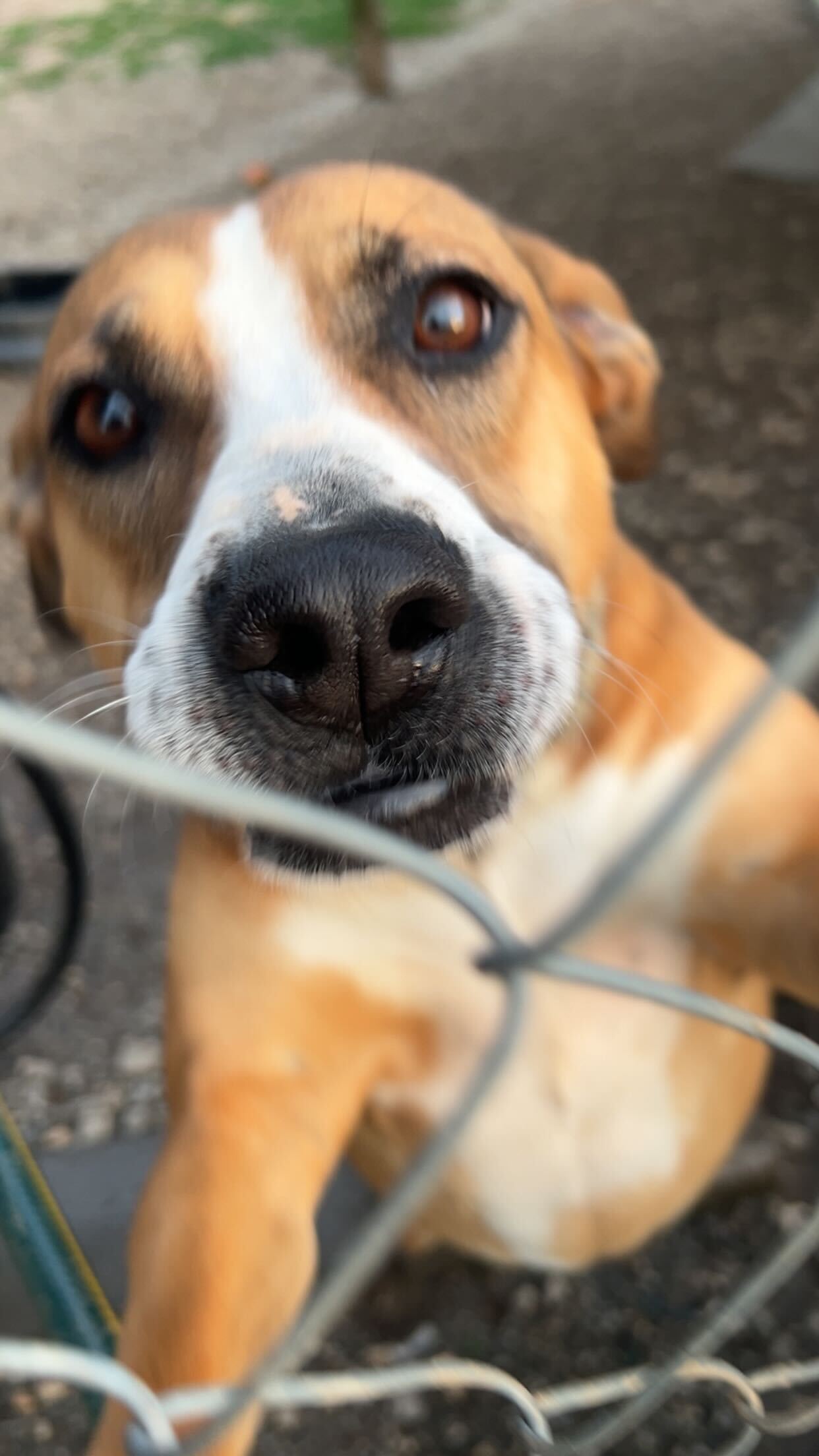 Photo 9 of 12 — Bourbon Mar 24 - An SOS Dog