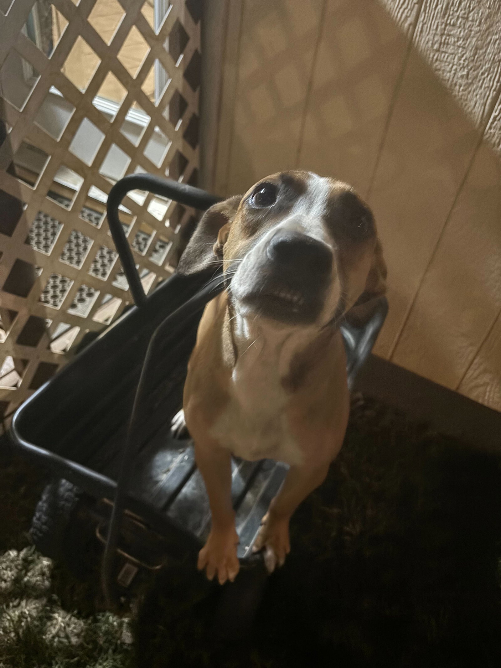 Photo 10 of 12 — Bourbon Mar 24 - An SOS Dog