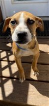 adoptable Dog in  named Bourbon Mar 24 - Meet Me in Ardsley, NY Apr 27