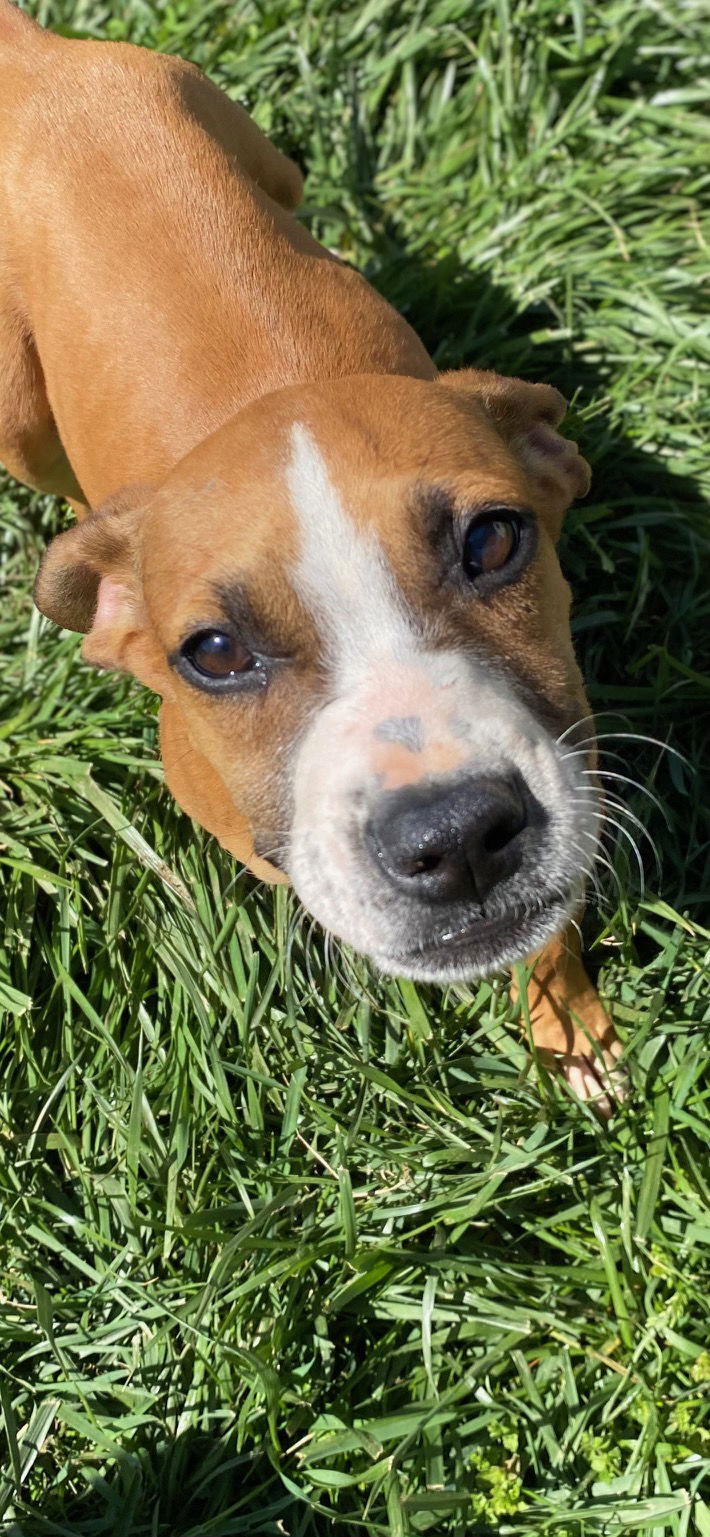 Dog Image