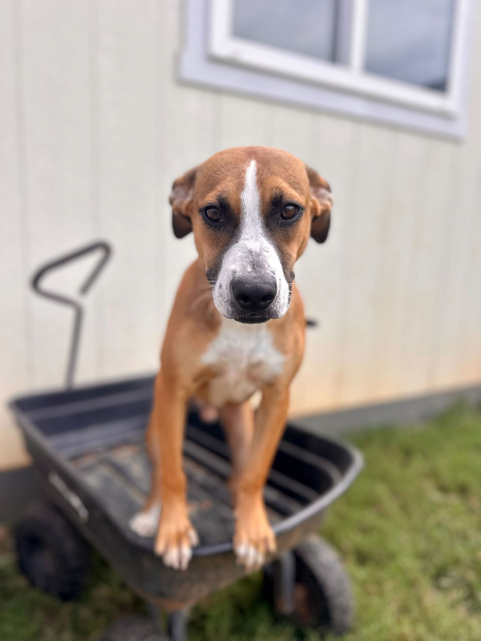 adoptable Dog in Pacolet, SC named Bourbon Mar 24