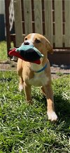 adoptable Dog in  named Huey Mar 24 - Meet Me in Ardsley, NY April 27th