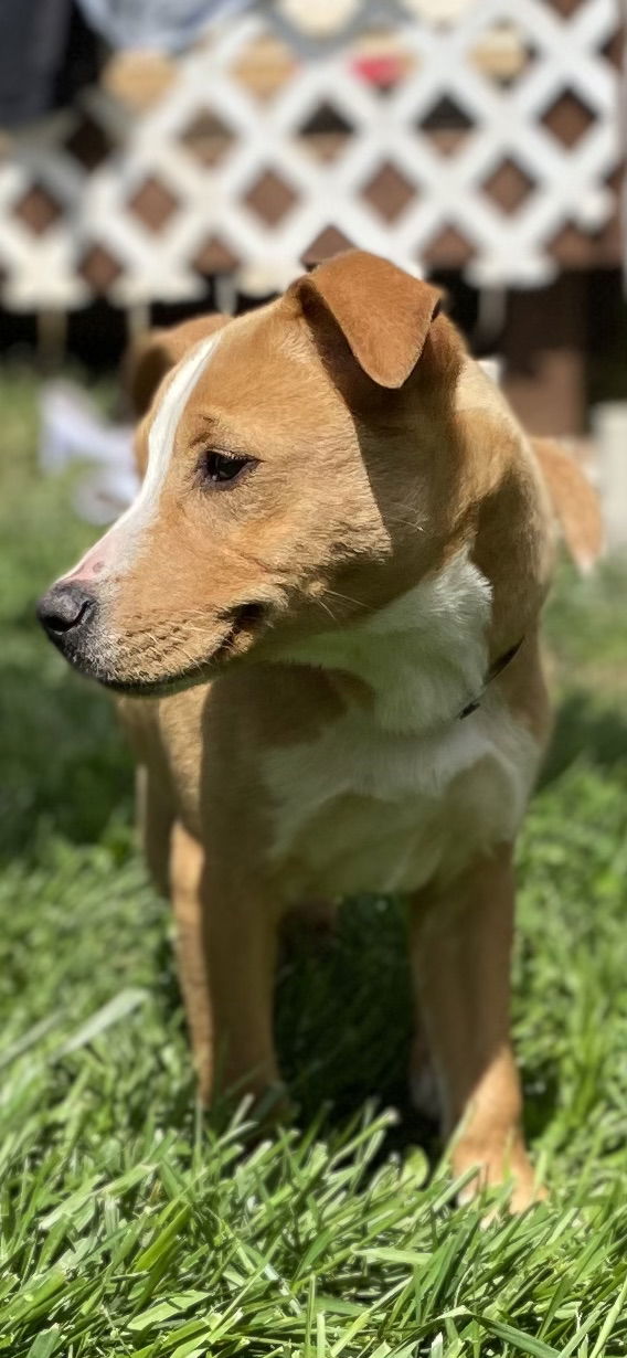 Dog Image