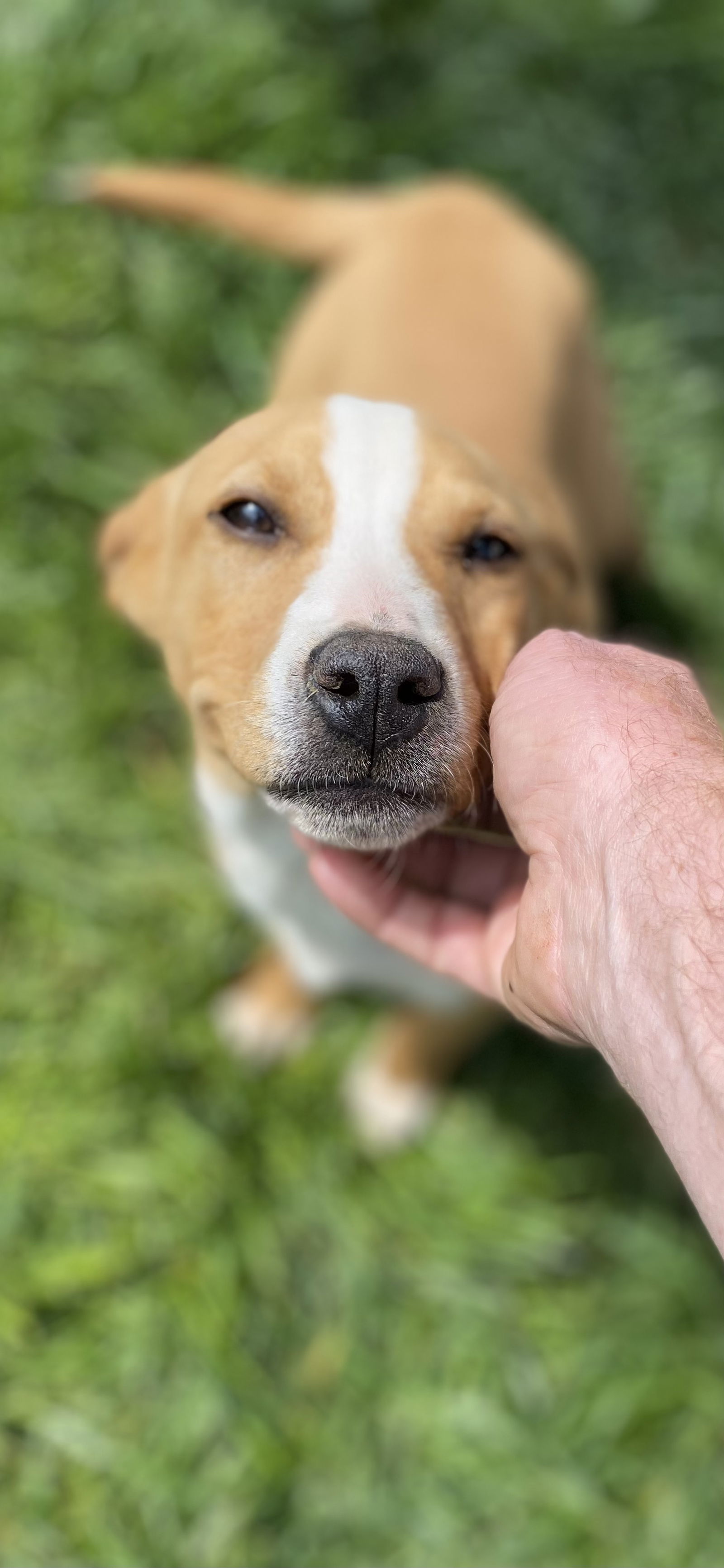 Dog Image