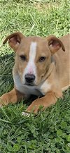 adoptable Dog in , SC named Zeke Louie Mar 24