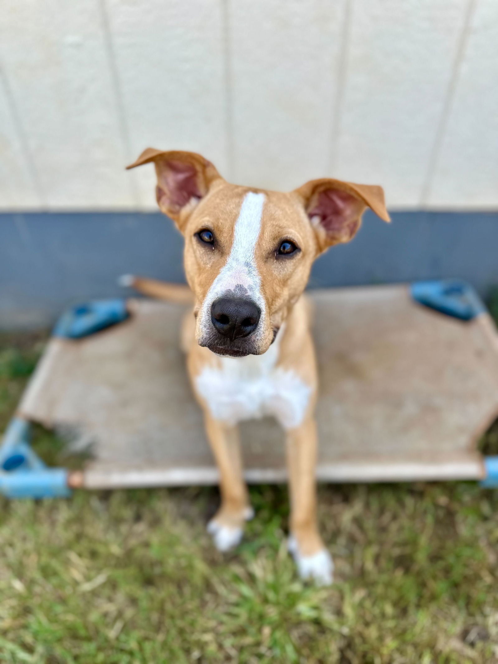 adoptable Dog in Pacolet, SC named Zeke Louie Mar 24