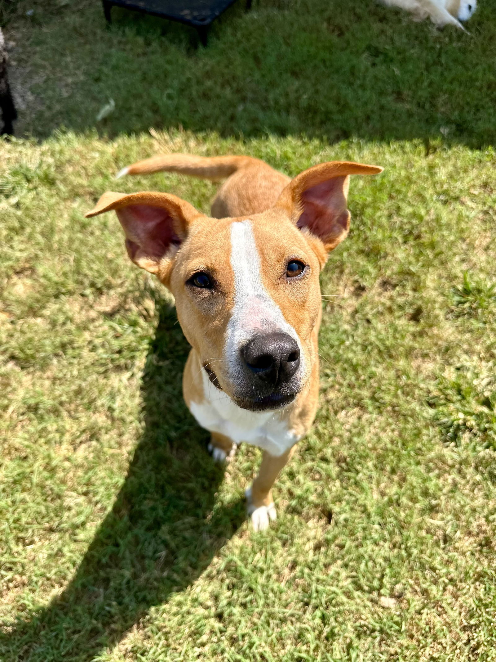 Dog Image