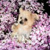 adoptable Dog in , SC named Mimi Mar 24