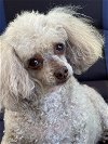 adoptable Dog in , SC named Sophie Mar 24