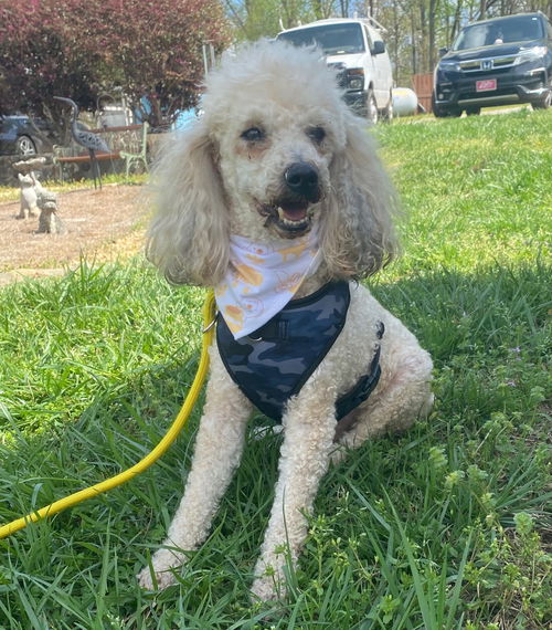 picture of the dog needing adoption