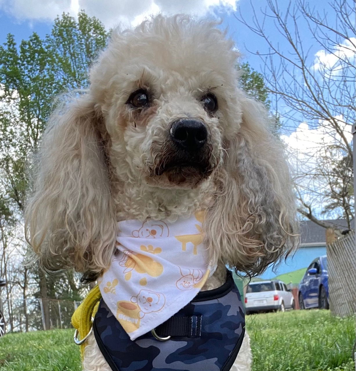 Dog Image