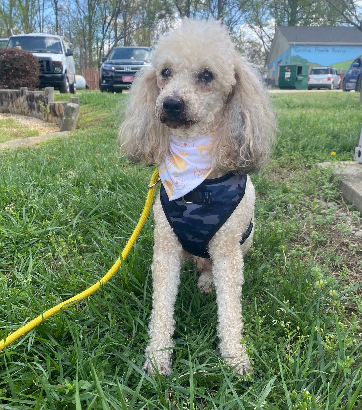 Dog Image