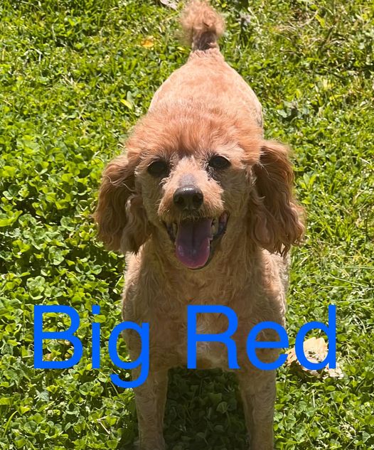 Dog Image