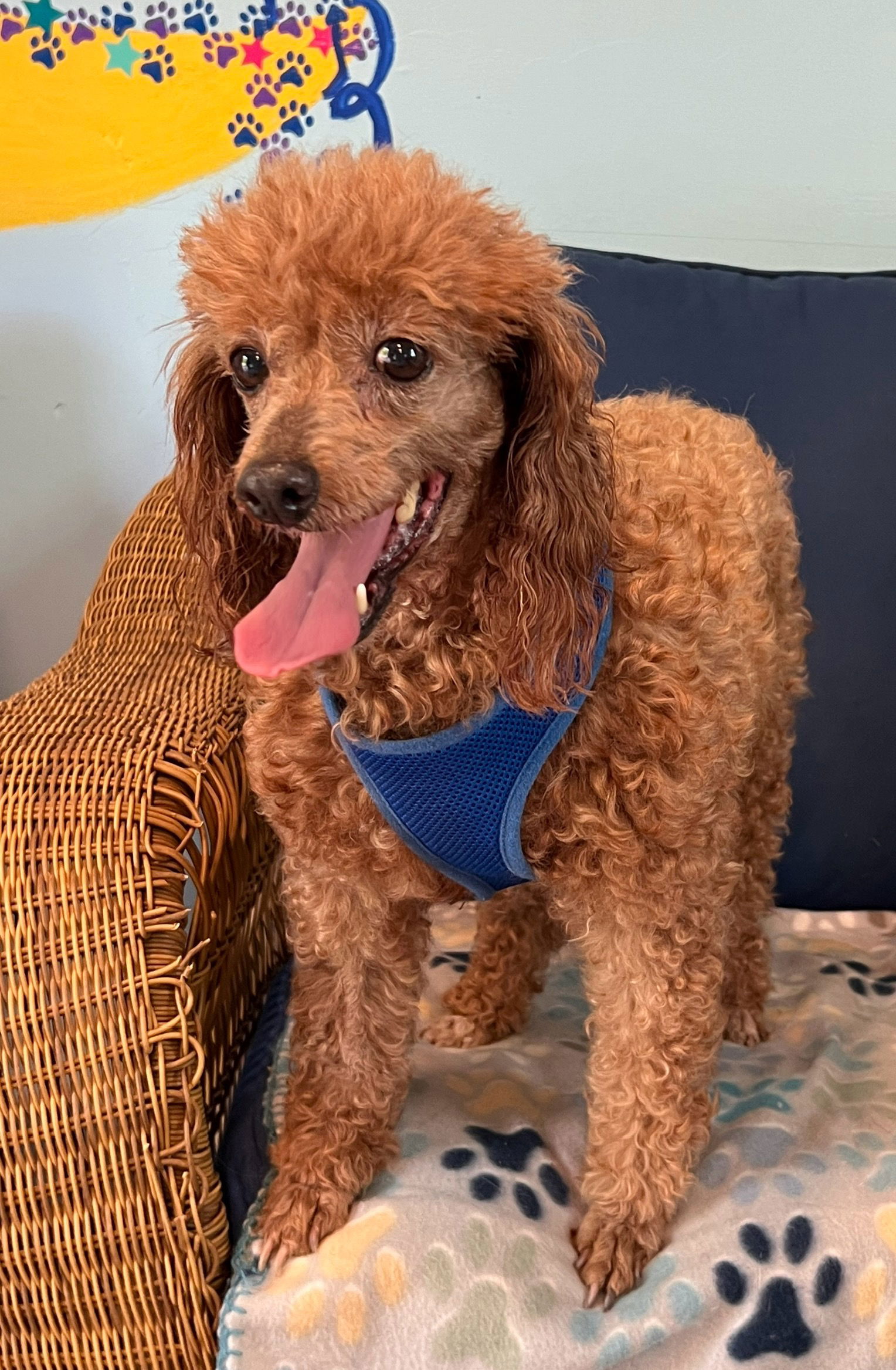 Dog Image