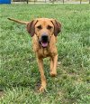 adoptable Dog in  named Carly Mar 24