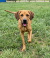 adoptable Dog in  named Carly Mar 24