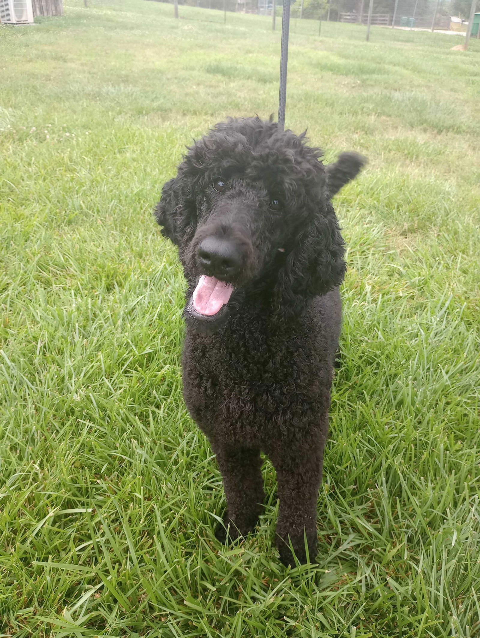 Dog Image