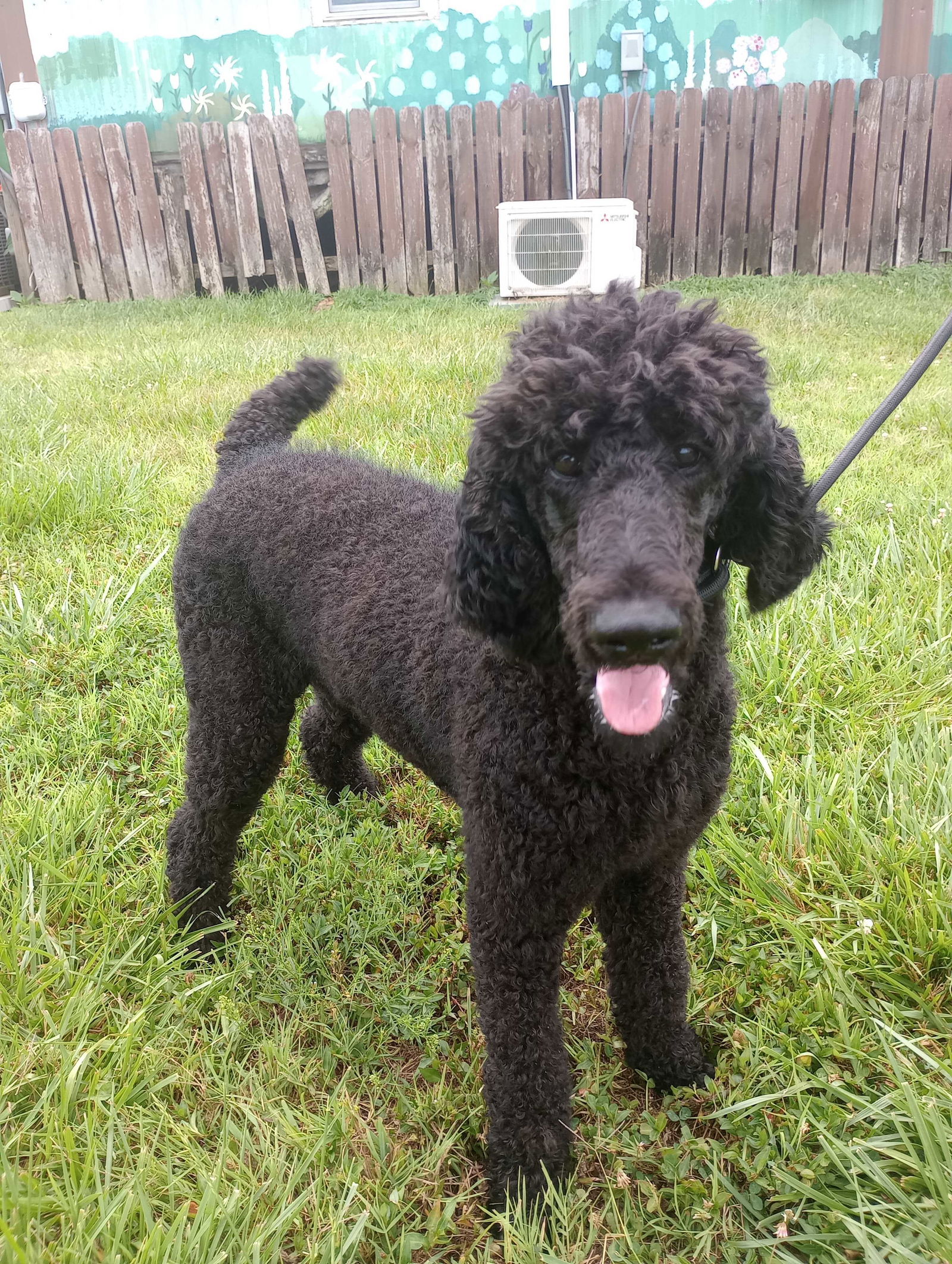 Dog Image