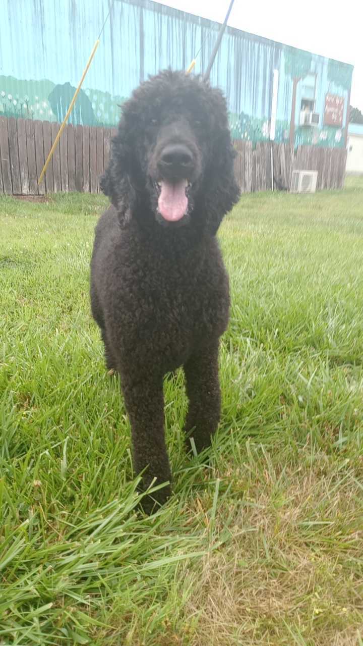 Dog Image