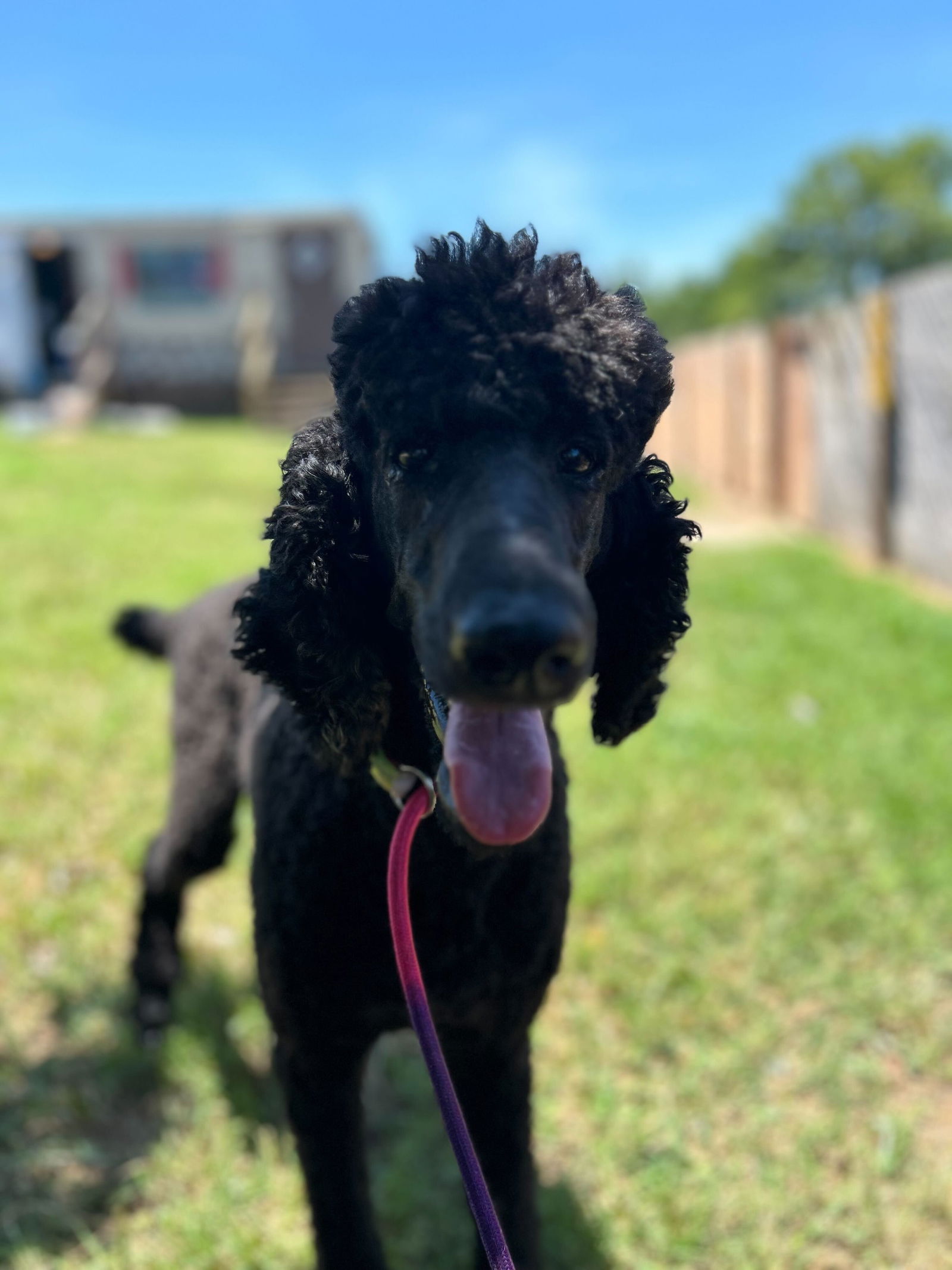 Dog Image