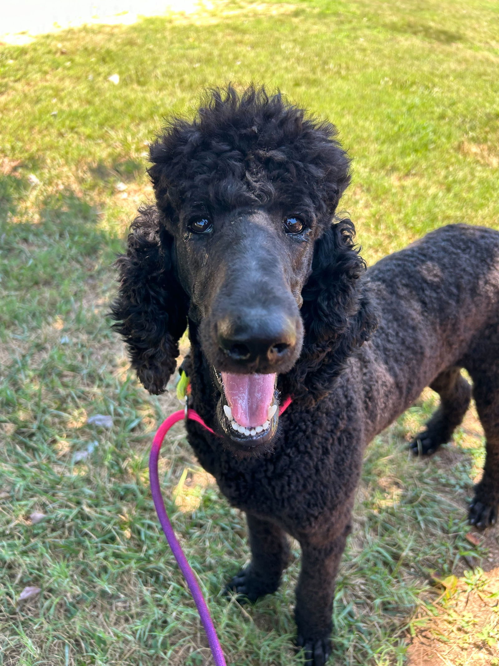 Dog Image