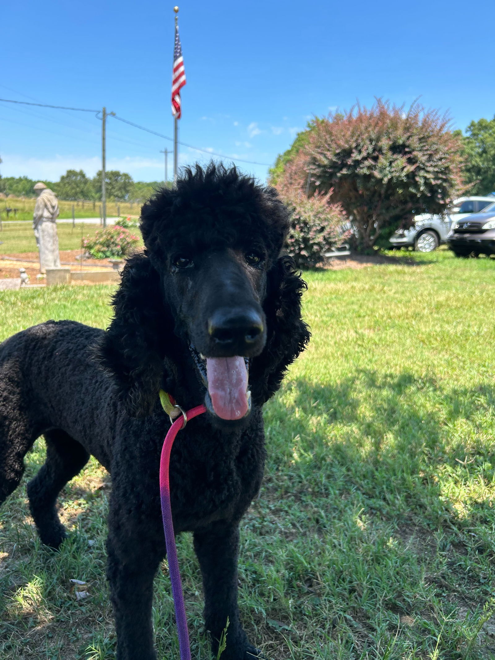 Dog Image