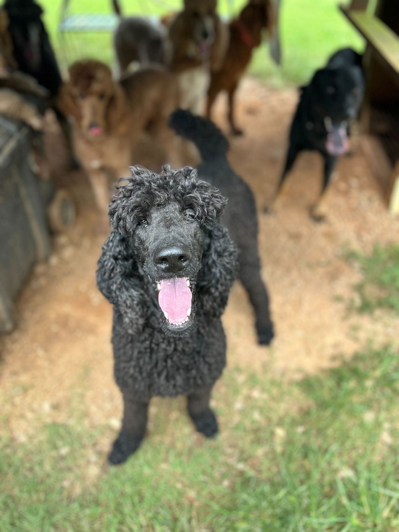 Dog Image