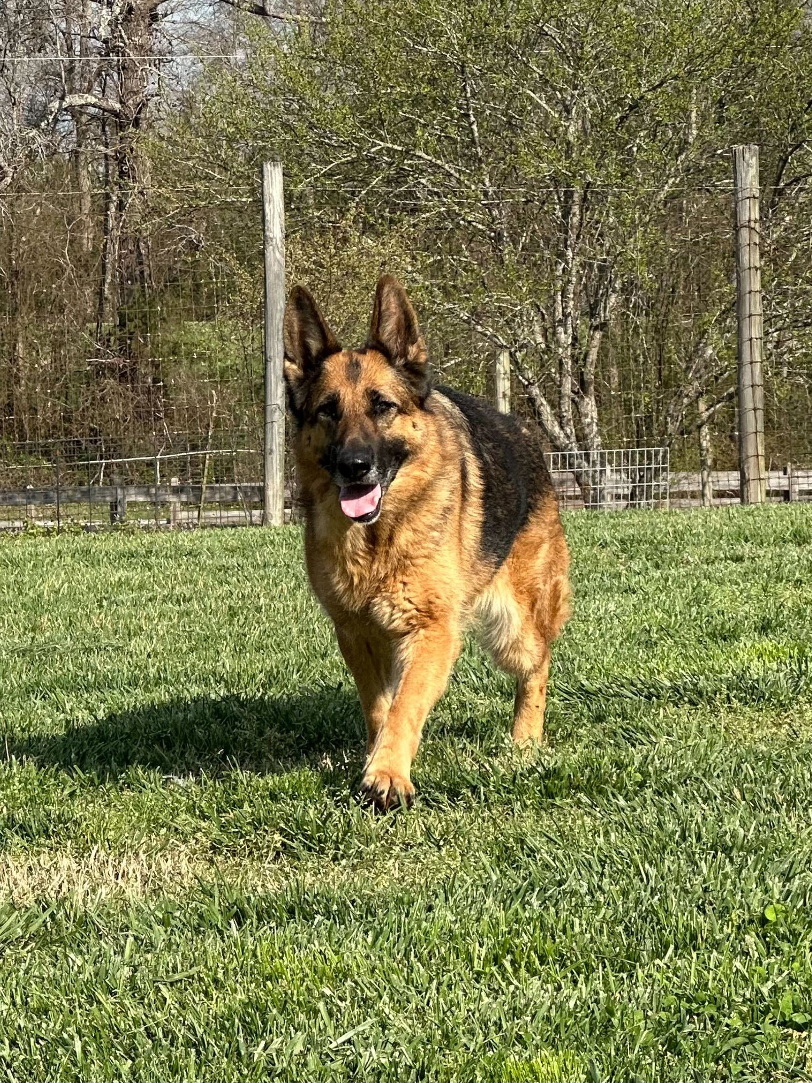 Photo 2 of 8 — Veronica Apr 24 - An SOS Dog