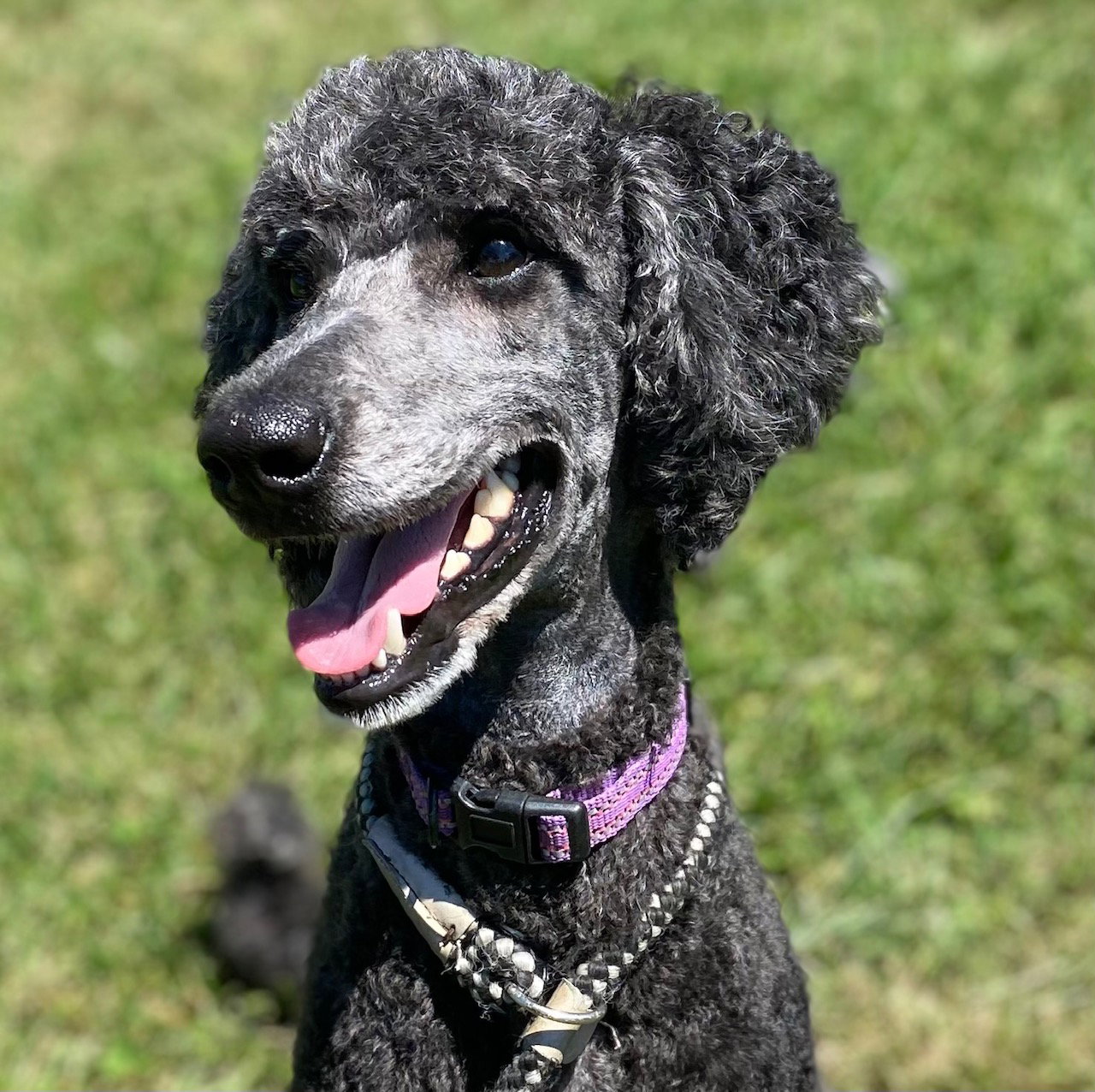 Dog Image