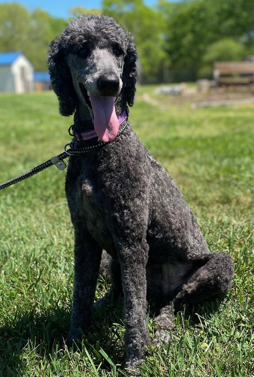 Dog Image