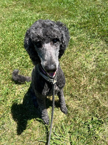 Dog Image