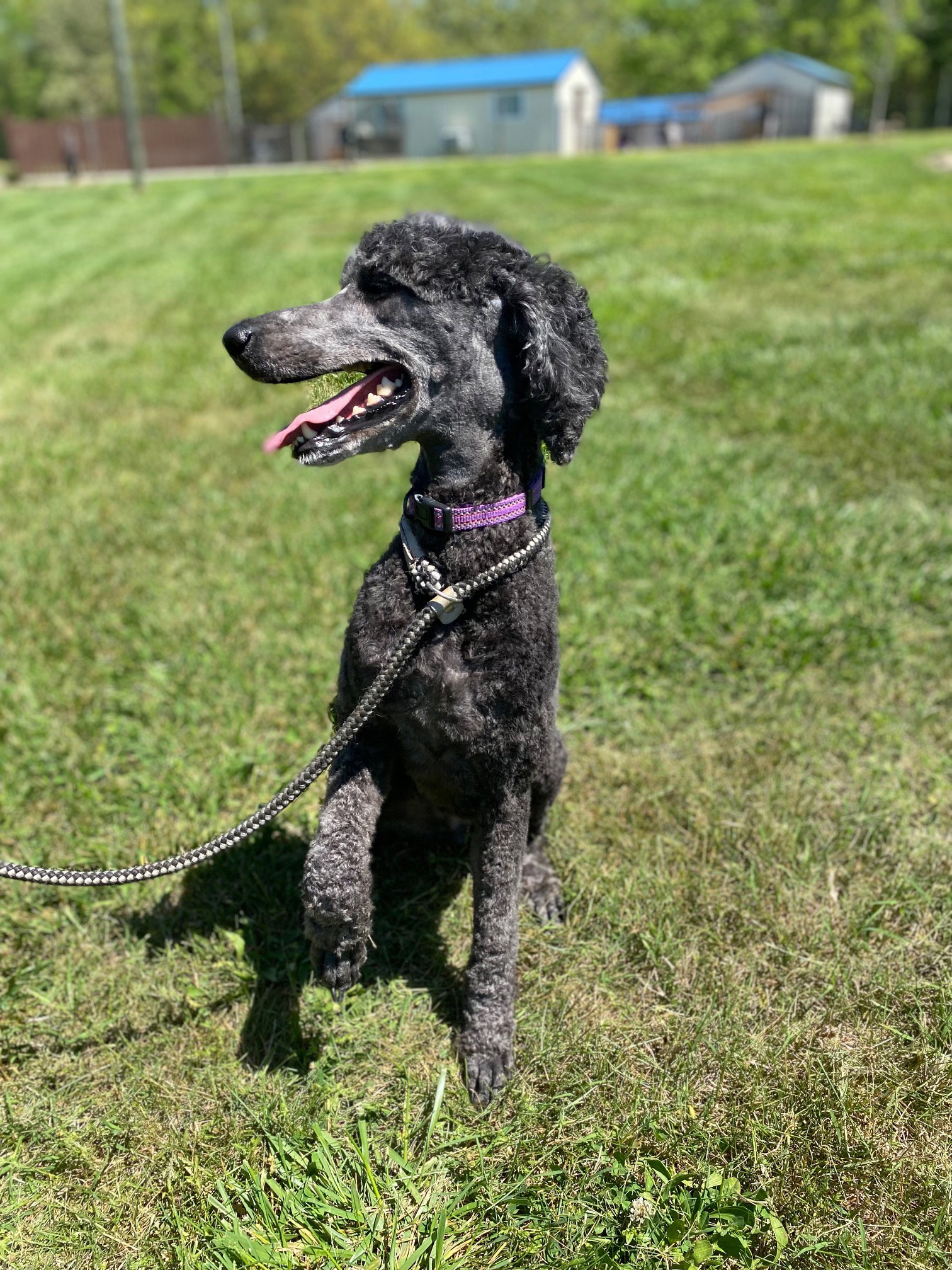 Dog Image