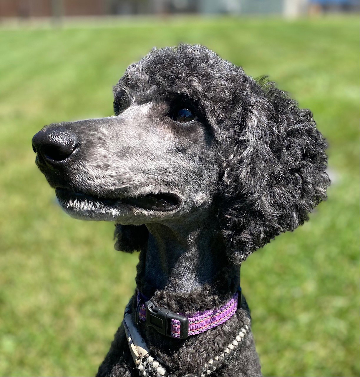 Dog Image