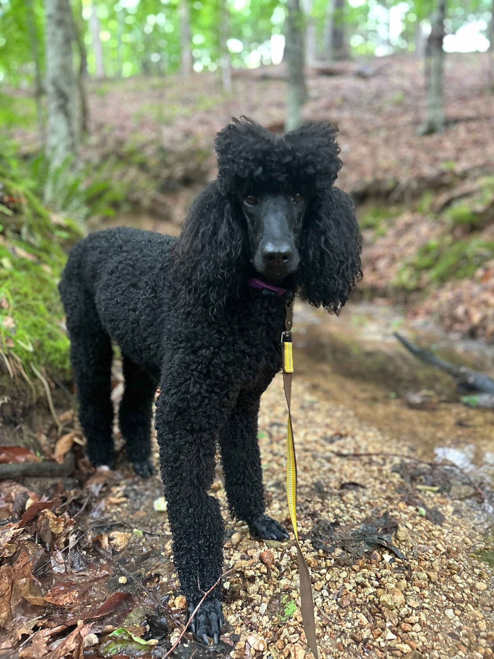 <strong> Rory Apr 24 </strong> <br/> <small>Poodle (Standard) (long coat)</small>
