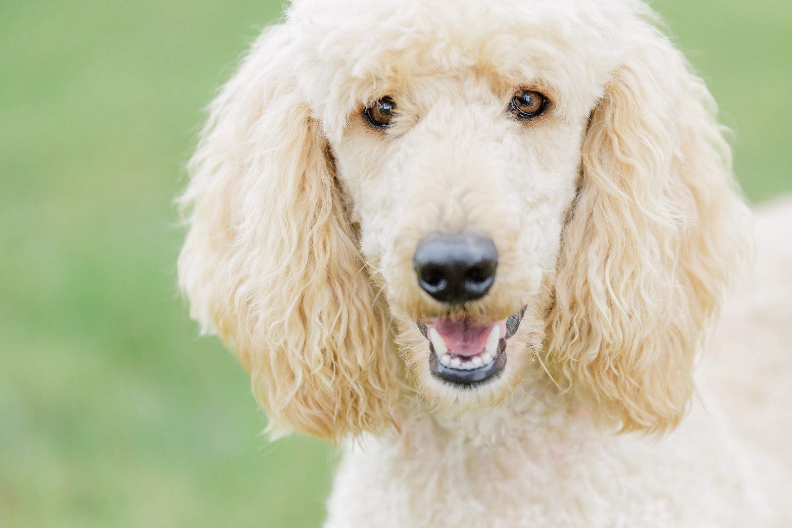<strong> Finn Apr 24 </strong> <br/> <small>Poodle (Standard) (long coat)</small>