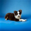 adoptable Dog in , SC named Sunny Boy Apr 24