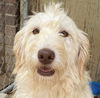 adoptable Dog in  named Dottie Apr 24