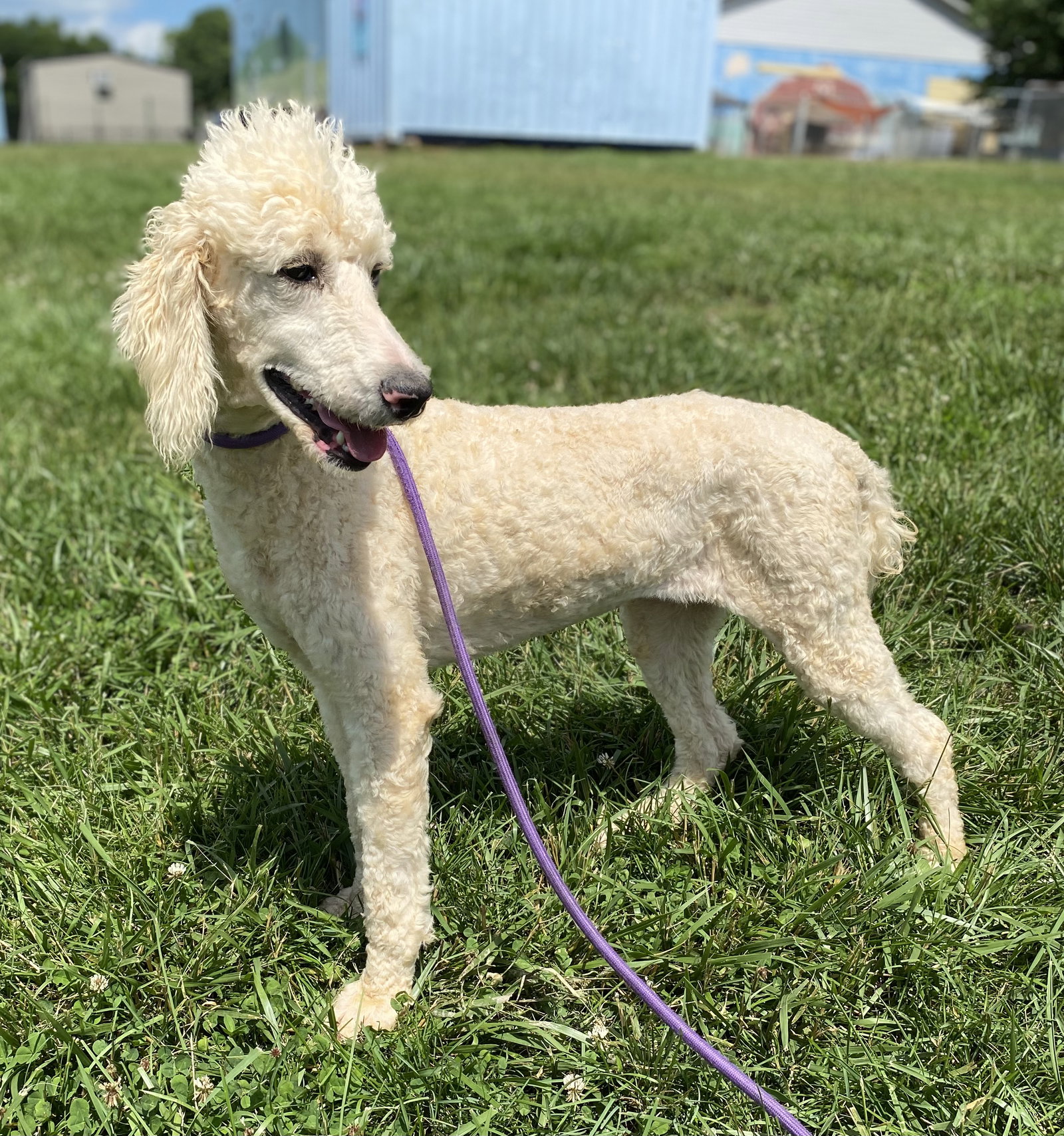 Dog Image