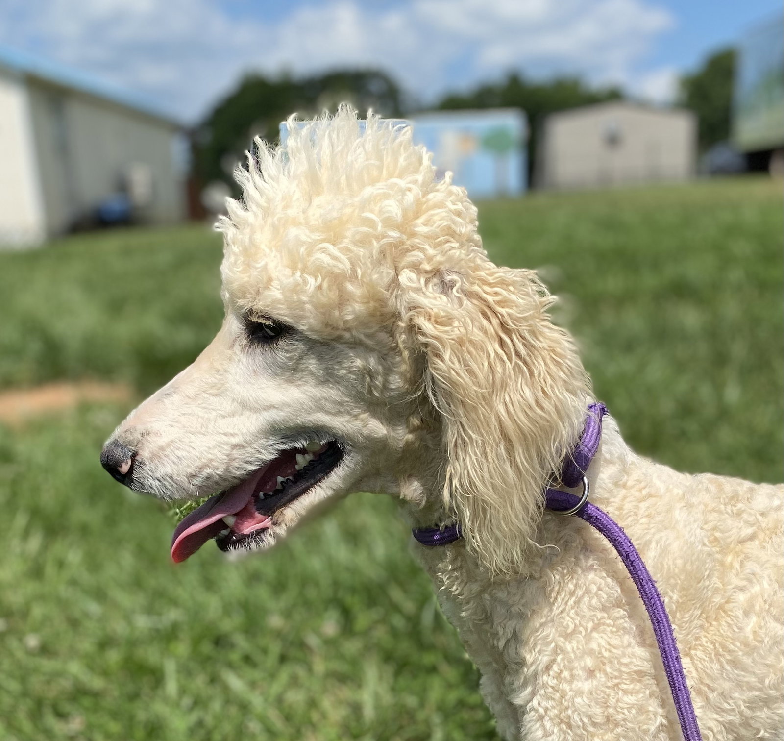 Dog Image