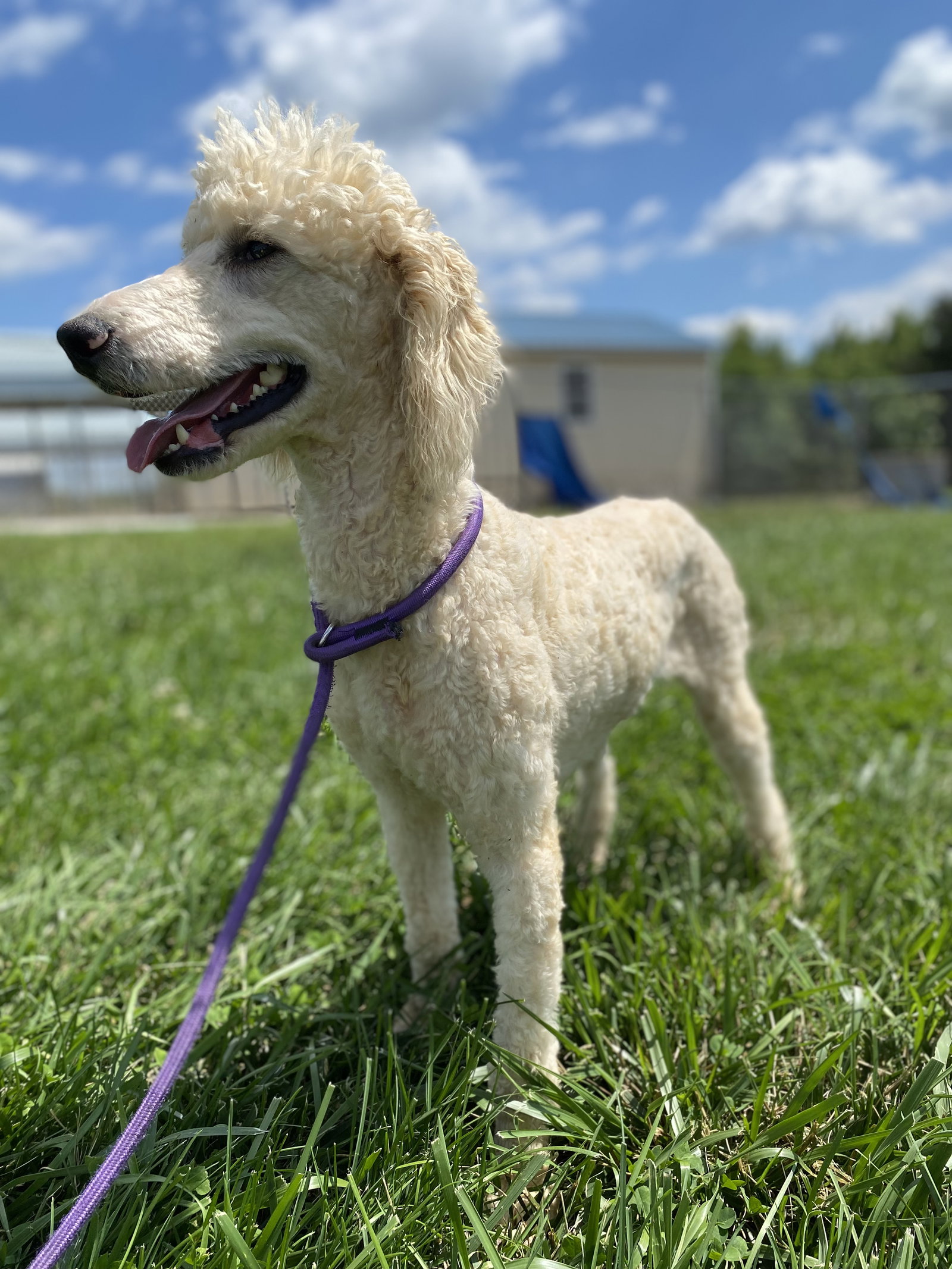 Dog Image
