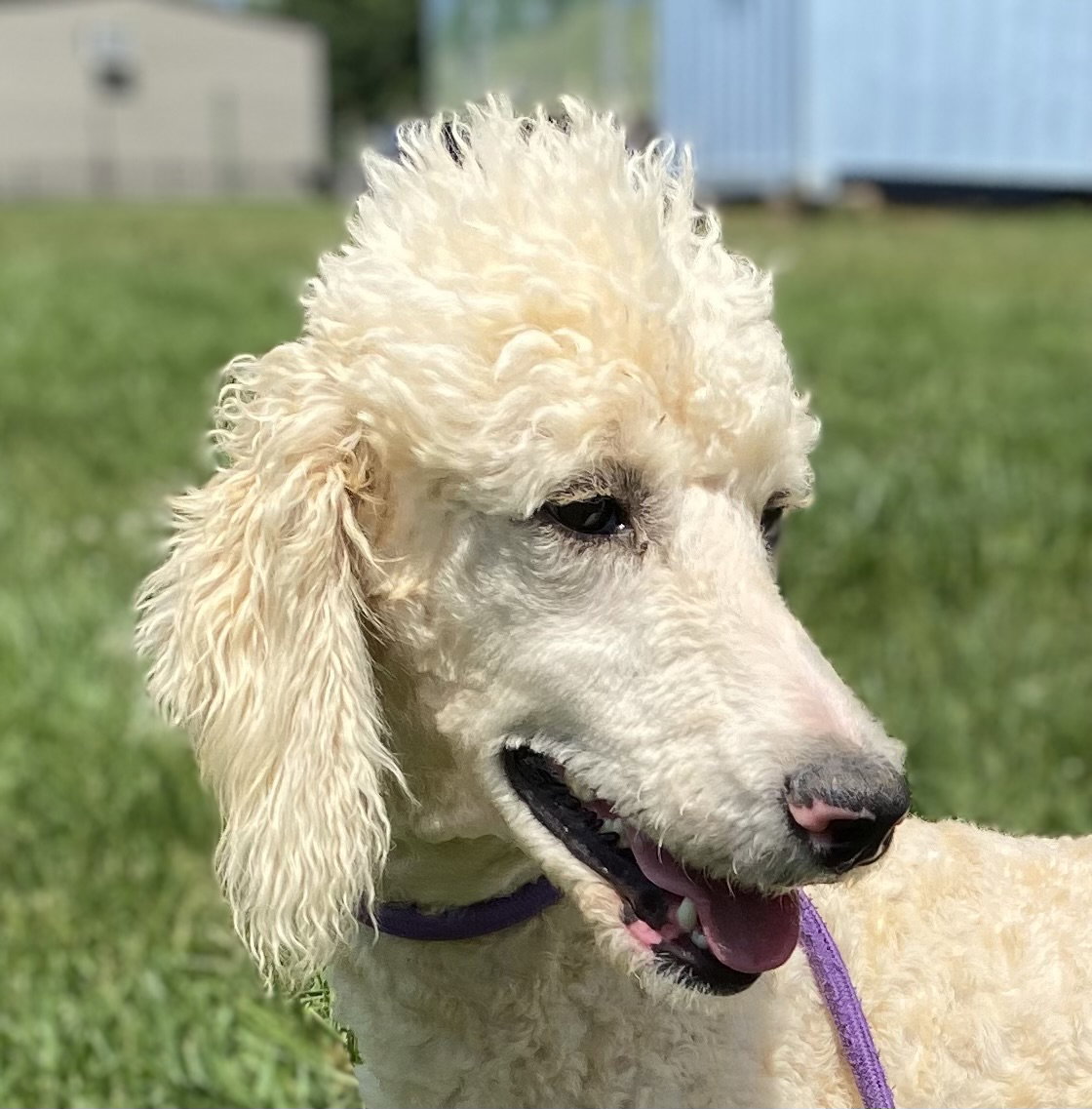Dog Image