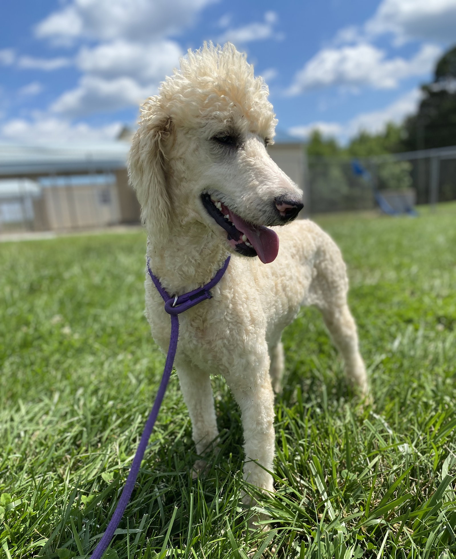 Dog Image