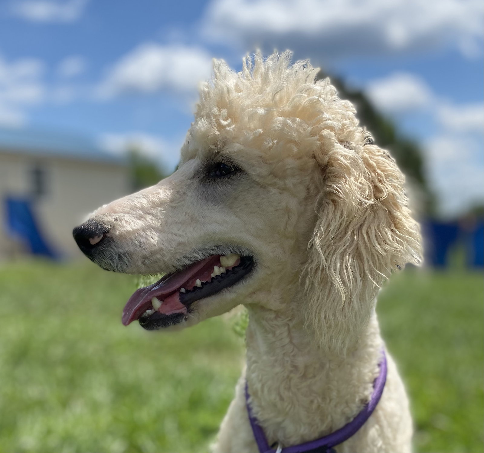 Dog Image