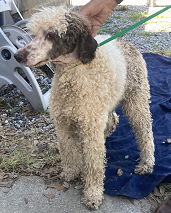 Dog Image