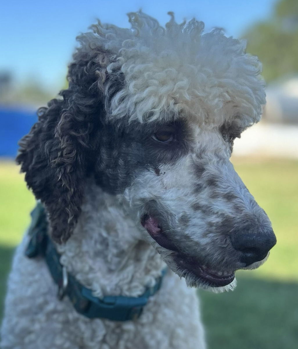 Dog Image