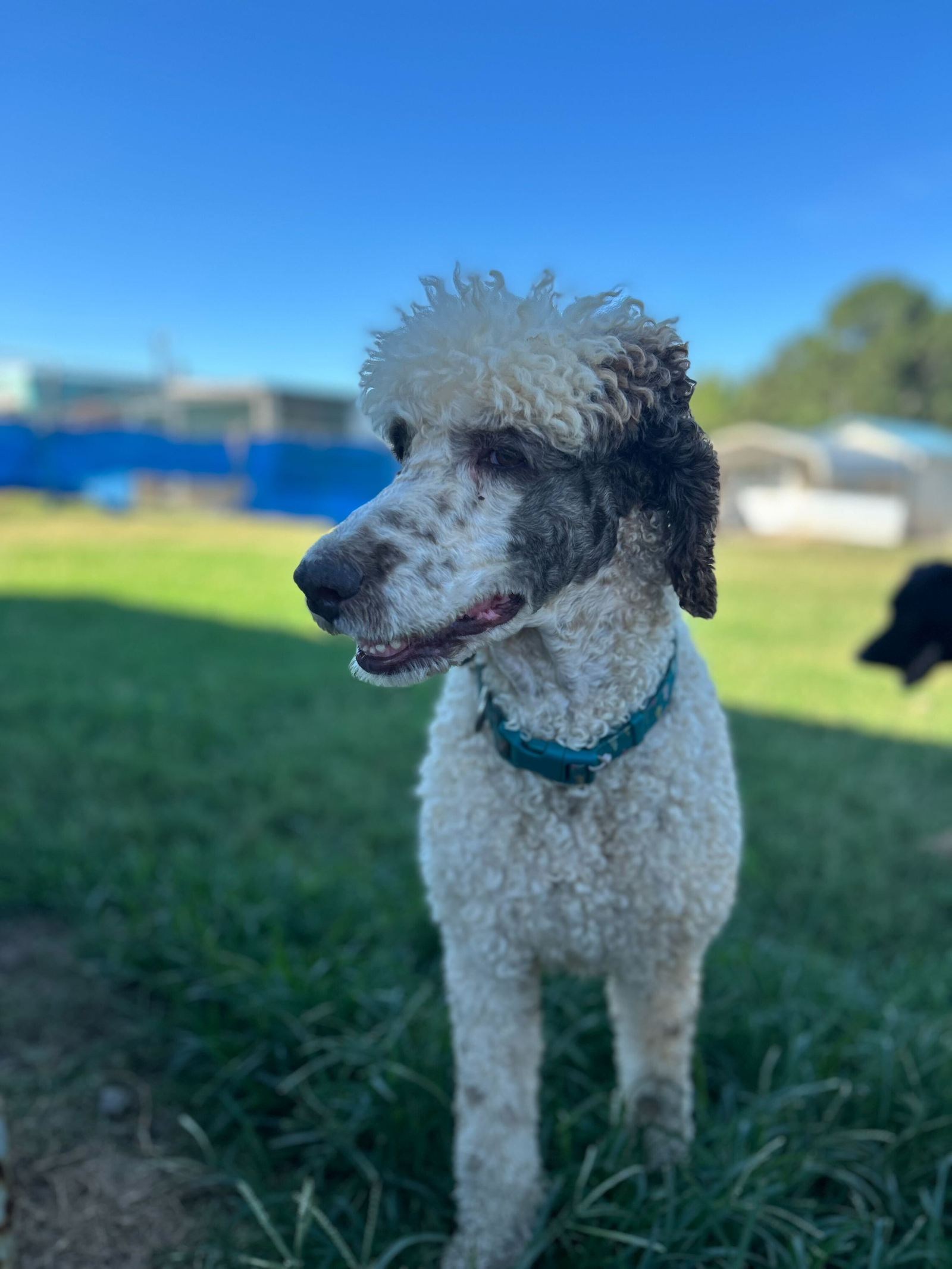 Dog Image